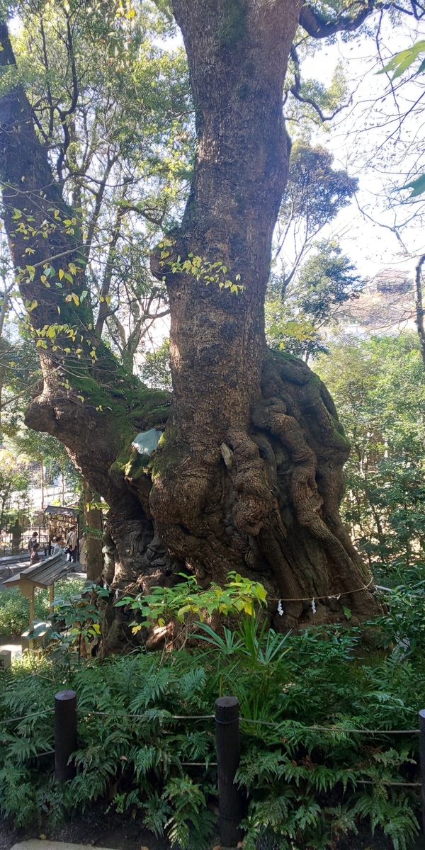f:id:lucy3y:20191212110556j:plain 樹齢2000年の大木