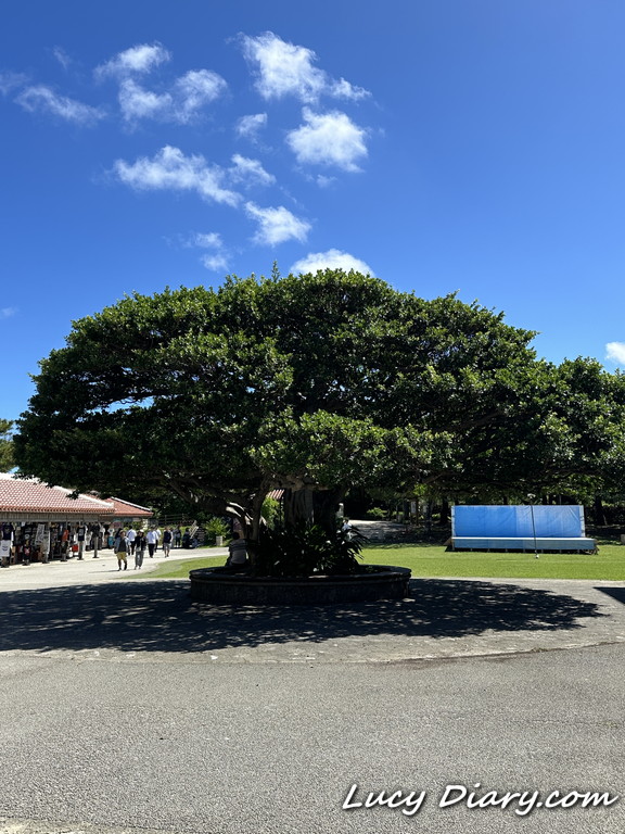 首里公園インフォメーションセンターの前にあった立派な木