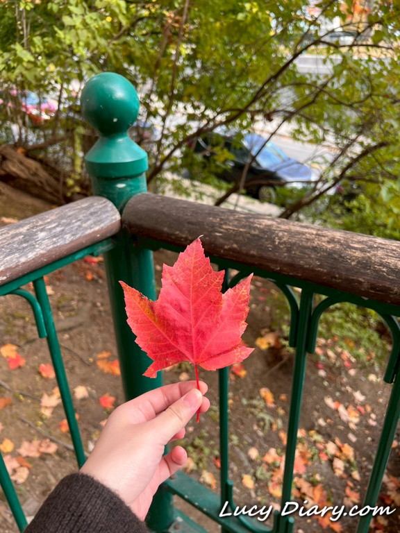 トッケビといえば、楓の落ち葉